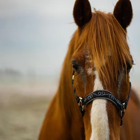 La Ferme Du Ravet - Aux Lacs De L'eau D'heure بيت للعطل *